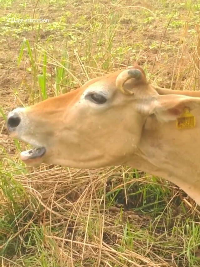 cow 🐄🐮 sound ⚡ #sound #cow #buffalo #animal #village #vedio 