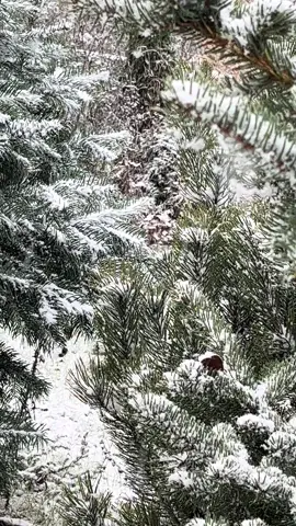 Príbehy z chalúpky #sneh #detstvo #príbehy #spomienky #rozpravanie #storytelling  #pribehyzchalupky 