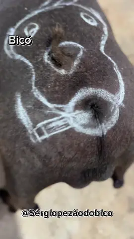 comenta ai oque tá parecendo ?? 😂😂 . . . . . . #AmigosAnimais #PetsDoBrasil #BichosFofos #AnimaisFofos #Cachorros #Gatos  #PetsNoTikTok #AmoMeuPet #Petes #BichosFofinhos  #porco  #tiktok #viral #FYP