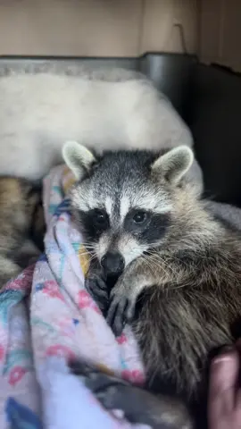Everyone, please meet our two newest residents here at Tows and Tails! Eleanor and Edgar (names subject to change as we get to know them). They came from a wonderful rehab rescue who reached out when they knew they wouldn’t be released due to their mobility issues. We love them so much already and can’t wait to share more about them! 🦝💜 *we are a legally licensed rescue for raccoons with disabilities 