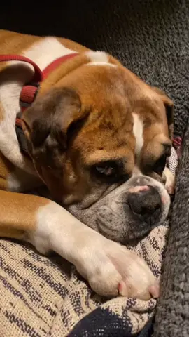 #dog #dogpack #boxersoftiktok #boxer #boxermom #livingmybestlife #spoileddog #mansbestfriend #olddog 