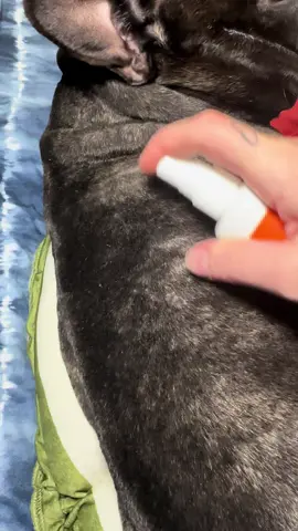 @Puainta Pet #puainta #puaintapet #puaintaus #puaintausa #puaintaskinsolutions #puaintaskinspray #puaintapipotskinspray #paratii #PetsOfTikTok #dogsoftiktok #catsoftiktok #ttshop #TikTokShop #dogskinproblem #catskinproblems #dogallergies #frenchieallergies #skinproblems #dogs #catsoftiktok #catmom #dogmom #fordogandcat #paratii #recomemdaciones #mamaperruna #perrihijito 