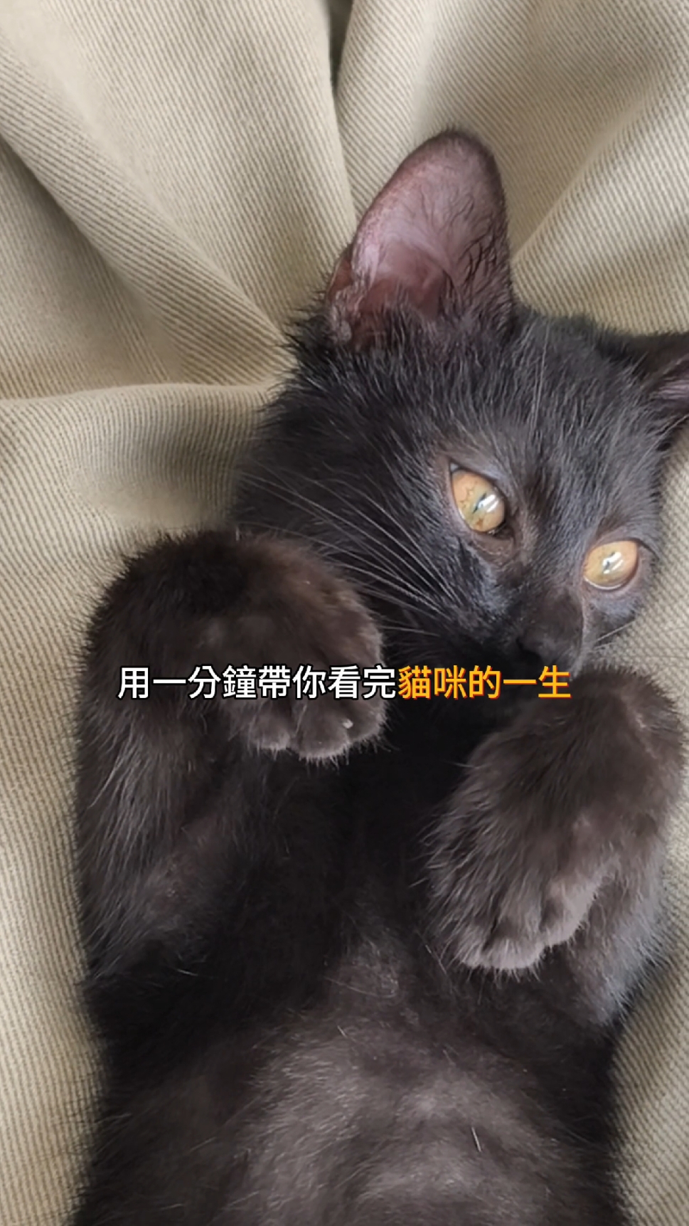 貓咪的一生🐈 #貓 #貓咪的一生 #小貓 #寵物  #萌寵 #寵物星球 #貓貓的愛 #cat #capcut #寵物熱門  #貓咪故事 #貓咪故事集  #貓咪日常 #寵物知識 #catsoftiktok #petcat 