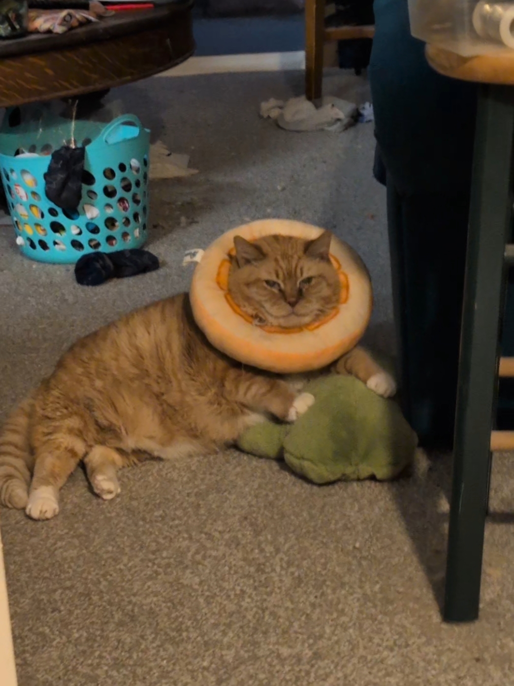this frog is his only real toy(he's never been interested in toys) I bought it for myself but he loves it so much, he kneads on it purring and meowing at least twice a day so it stays on the floor for him
