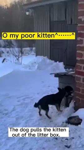 Dog bullies kitten.🥺😵‍💫#funny #funnyvideo #funnymoments #dog #cat #cats #catsoftiktok #kitten #tik #fyp 