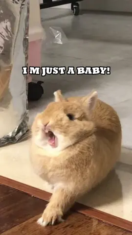 She is my baby#bunny #rabbit #PetsOfTikTok #PetsOfTikTok #cute #bunnylove #fyp #funnyvideo #furrytiktok #bunnyoftiktok #rabbitsoftiktok #furryfandom 