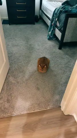 10/10 LOAF and don’t come for my dogs 🤌🏼 #fypシ゚viral #foryoupage #funny #catsoftiktok #orangecatsoftiktok #funny #catloaf 