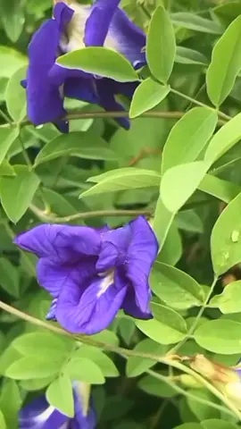 สมุนไพรไืทย ปลูกติดบัานไว ดอกอัญชัน ปลูกง่าย เลื่อนตามรั่วบ้านได้ดีมาก #ดอกอัญชัน #เมล็ดดอกอัญชัน #ต้นพันธุ์ดอกอัญชัน #สมุนไพรไทย 