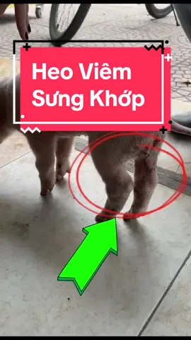 Heo bị Viêm, sưng móng, khớp ll Pigs with inflammation, swollen hoofs and joints #kienthucnuoiheo #chănnuôilợn #chănnuôi #channuoiheo #lợn #pigs 