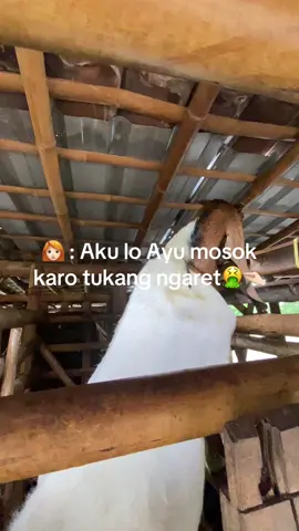 #peternakmuda #kambingetawa #juragankambing🐐 #juragankambing🐐 #jawarandu🐐 #bosmuda #peternakmuda 