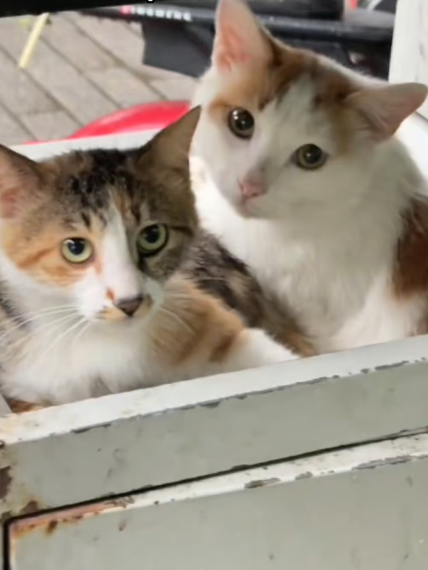 🌧️ Every moment like this reminds us why we care.❤️#clawsable  #RescueCats #ClawsableCares #EveryLifeMatters #rescuestory #savealife #cathouse #heatedcathouse #OutdoorCats #FeralCatCare #cozycats #catshelter #catloversclub #catproducts #feralcats #rescuecat #straycat #wintercats #shelter #feralcatsoftictok #tiktokshopblackfriday #tiktokshopcybermonday