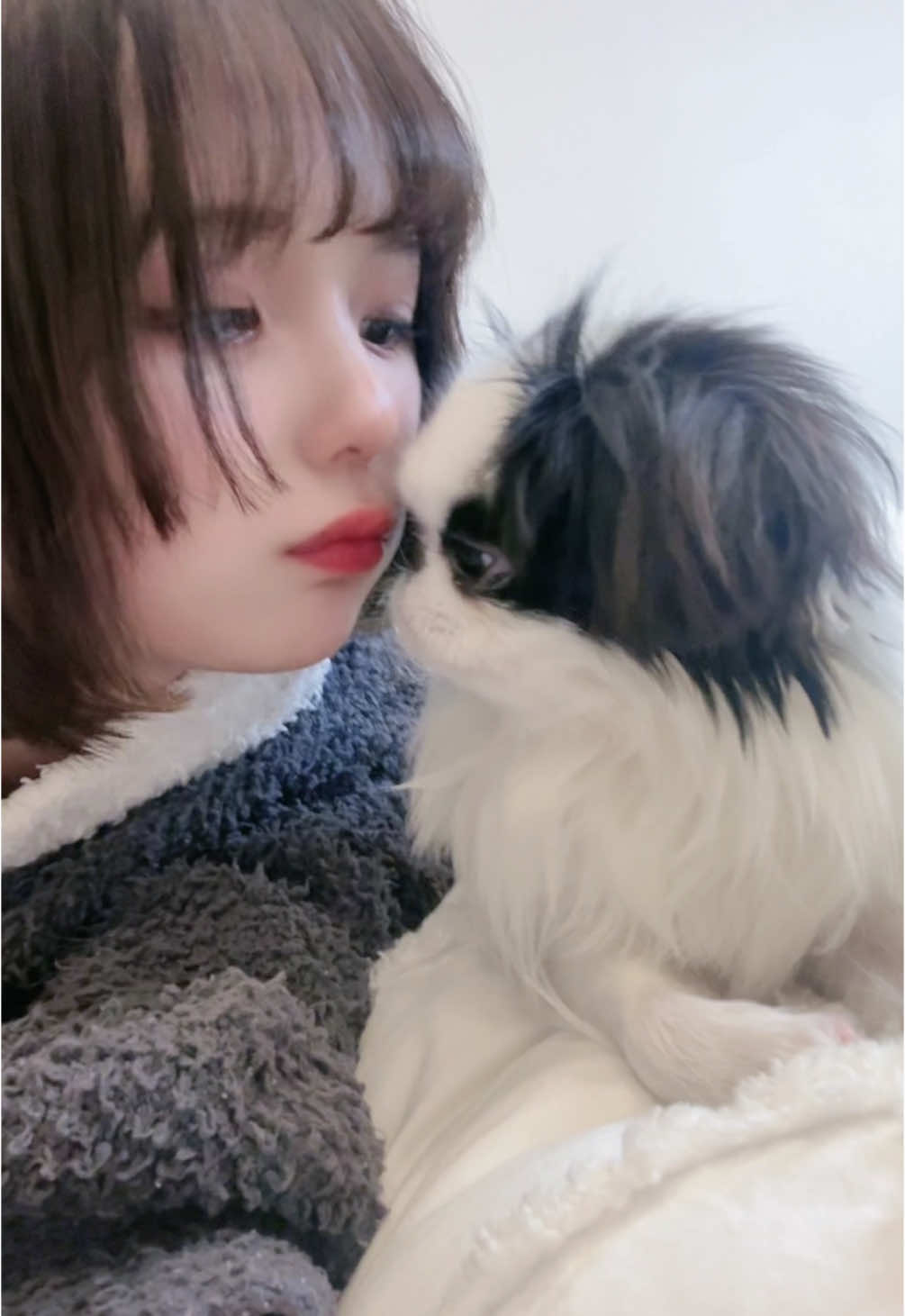 #犬のいる暮らし #パンダ犬 #スウィートスマイル #狆 