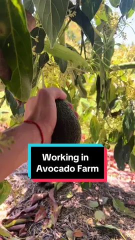 Give me a like if you love avocado too 😘 #workingholiday #farmwork #travelaustralia 