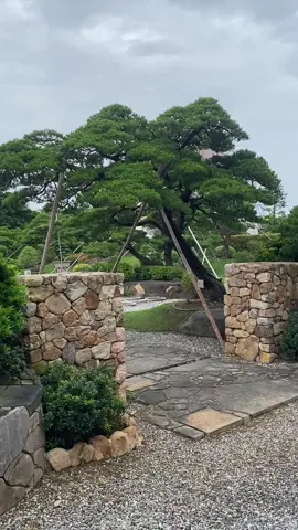 Bonsai garden Taiwan