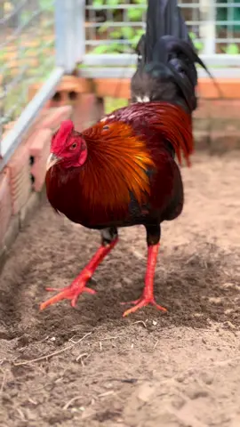 Lông đùi màu trắng chứ k phải trụi lông nha ae kkk #gatre #gàtre #gàtremỹ #gàtremỹ #xuhuongtiktok #xuhuong #xuhuongtiktok2024 