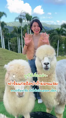 ฟาร์มแกะอัลปาก้าม่อนแจ่ม 🥰 ฟาร์มฟิลคาเฟ่ บรรยากาศดี มีลานกว้าง ที่ถ่ายรูปสวยๆ เพียบ 📍บ้านแม่ขิ ม่อนแจ่ม #ฟาร์มแกะอัลปาก้าม่อนแจ่ม #ฟาร์มแกะอัลปาก้า #อัลปาก้าเชียงใหม่ #ม่อนแจ่ม #ที่เที่ยวเชียงใหม่ #เที่ยวเชียงใหม่ #เชียงใหม่ #tiktokพาเที่ยว #บูบีมีเรื่องเล่า #bubeejourney #รีวิวเชียงใหม่2024 #เช็คอินเชียงใหม่ 