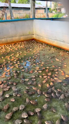 สวยงามมั้ยคะพี่ๆ 50 วันในบ่อปูน โตช้าแต่โตนะ 💚 #เลี้ยงกบ #ฟาร์มกบ #โรงเรือนเลี้ยงกบ #nkjourneyfarm 