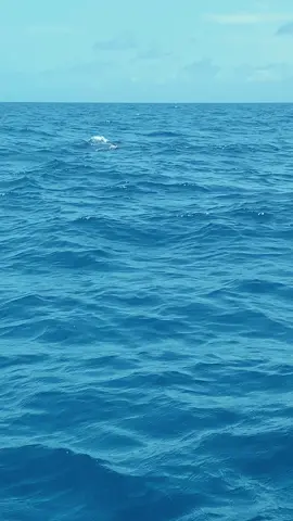 Watching Dolphins at wasini island #creatorsearchinsights#fypシ #viral #tembeakenya🇰🇪 #rhumbalovers😘 #magicalkenya🇰🇪😘 #roadtrip 