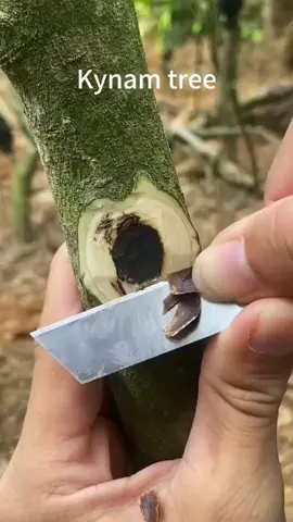 Naturally secreted Kynam agarwood resin at the branch node. The resin is deep black in color and can reach sinking grade! #agarwood #oud #chineseoud #Chineseagarwood #agarwoodtree #Kynam #Kynamtree #沉香 #奇楠沉香 #fyp #foryou  #اكسبلورexplore  #عود_كينام  #عود 