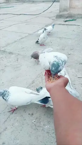 @كيوي 🖤 @أبو فلاح 🫀 @ابو حسن @قداوي @ابو العز #الحمزه_الشرقي👑 #تور #حمام_باكستاني 