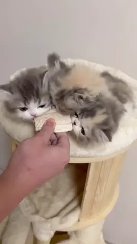#cat #cutecat #funnycat #catsoftiktok #kitty 