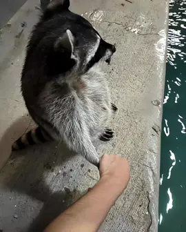 nemenin kokon jalan #fyp #fypp #absurd #humor #musicvibes #lyric #memetiktok #f #funny #fouryou #fouryoupagee 