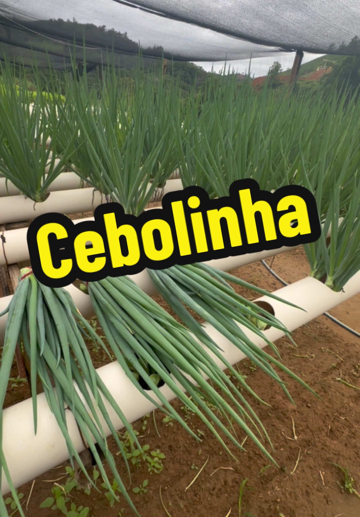 Cebola produzida na hodroponia #cebola #hidroponia #gouvea 