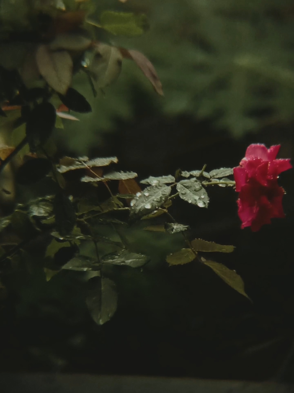 RAIN VIBES #rain #rainvibes#cinematic #hd #4k #riverflowsinyou#piano #nature #naturevibes #fyp #