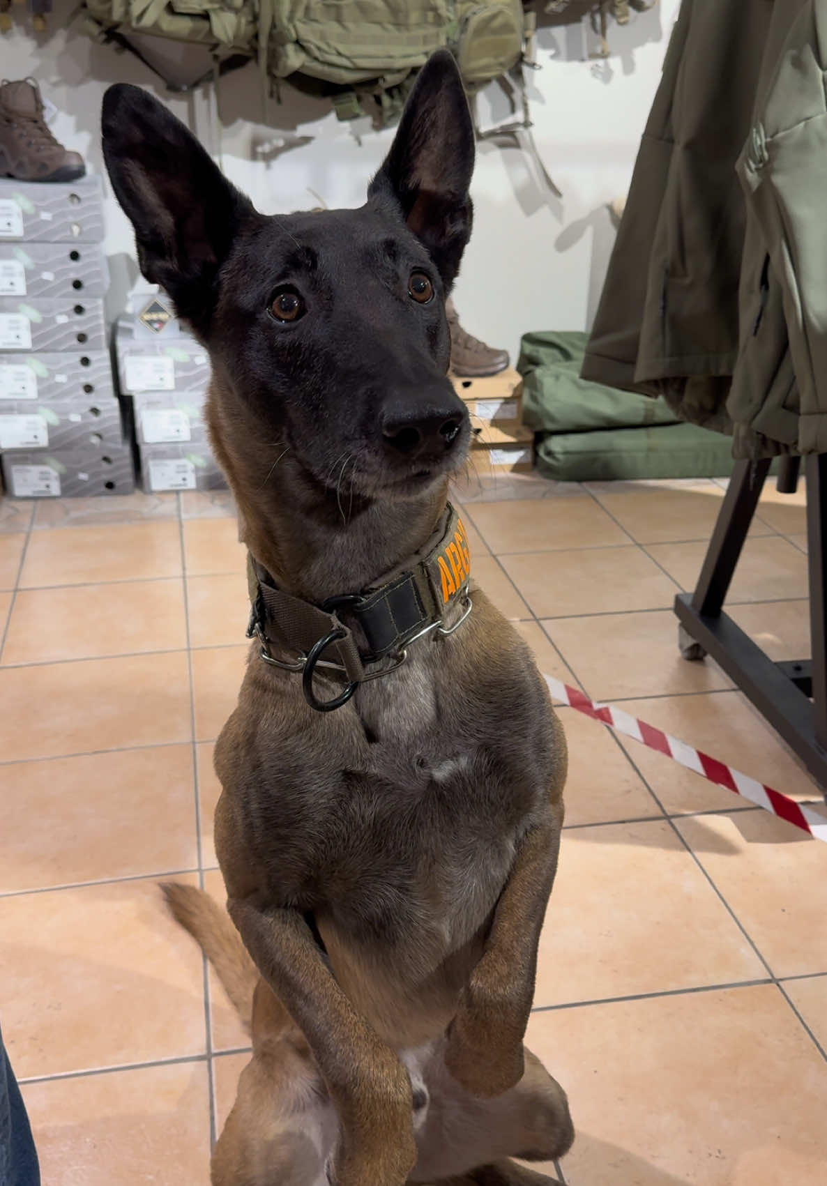 #fyp #rec #dog #k9 #k9unit 