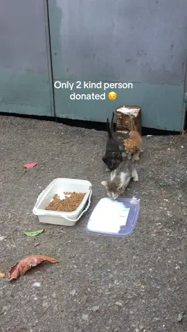 Even the smallest act of kindness can mean the world to a hungry cat. Just a single dollar can help fill their bowls with the dry food they desperately need to survive. These cats rely on us, and we rely on your generosity to keep them safe and fed. I’ve added a copy link on the profile page—please consider donating, no matter how small. Your compassion could be the difference between hunger and hope for these innocent souls. #kittens #kitten #kittentok #cats #catsoftiktok #straycat #streetcat #rescuecat #adoptdontshop #catlover #catmom #fyp #usatiktok 