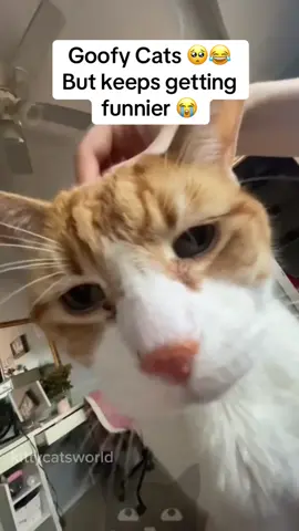 Cats are so funny 😂