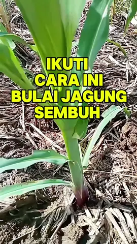 Ikuti cara ini, bulai jagung sembuh #omdenn #naturagen #petaniindonesia #Petanimillennial #petanimuda #pupuk #naturagenextra #agennaturagen #petanisukses #jagung #petanijagung 