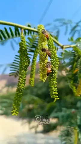 #جده حي الصفاء #مناحل حضرموت #وادي دوعن #عسل #اللهم صل وسلم بارك عليه #