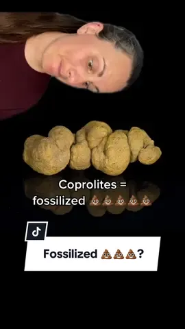 It’s 💩 that doesn’t stink…it’s coprolite! (@Poozeum) #onthisday #paleontology #LearnOnTikTok #Science #coprolite #poozeum #onthisday 