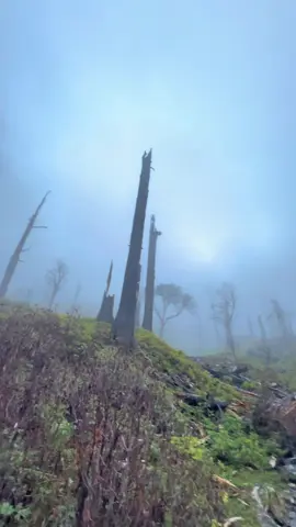 ❤️💐 #fyp #nature #foryoupage #naturelover #peaceful #view #rasuwa #magar #❤️ 