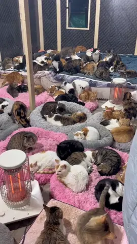 Regardless of day or night, cats are always warm😺#cat #catlover #catsoftiktok 