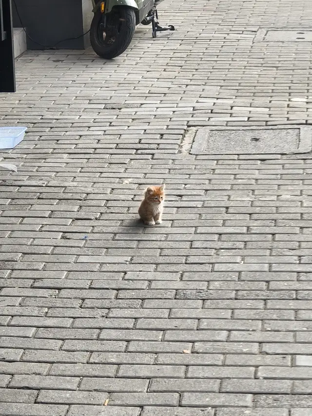 #cat #fyp 