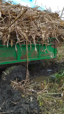 daily routine #kenyafarming #farmlife #savannah 