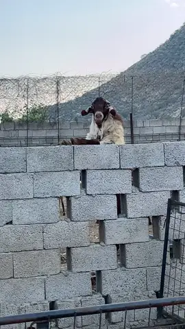 #وشح#دهم#صنف#فواخر#تهامه#عسير#بارق#ماعز#محايل#اكسبلورexplore  