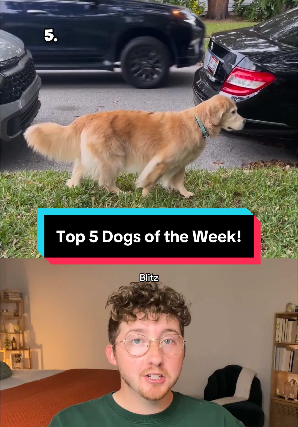 Top 5 Dogs of the Week! 5. IG: max.and.finn 5. @chicagosgoldenboy  4. @GamebredBareknuckleMMA  3. @🤍CasaBlanco🤍  2. u/graypupon HM: @College GameDay, @Kirk Herbstreit  1. FB: justine.jovel #weratedogs 