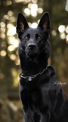 You’re something only a dream could create, but somehow, I found you in my reality #germanshepherd #blackgermanshepherd #gsdoftiktok #dogsoftiktok #shepherd #schäferhund #deutscherschäferhund 