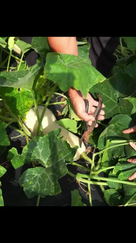 南瓜大豐收#蔬菜   Pumpkin harvest  #gardening #farming #vegetablesnames