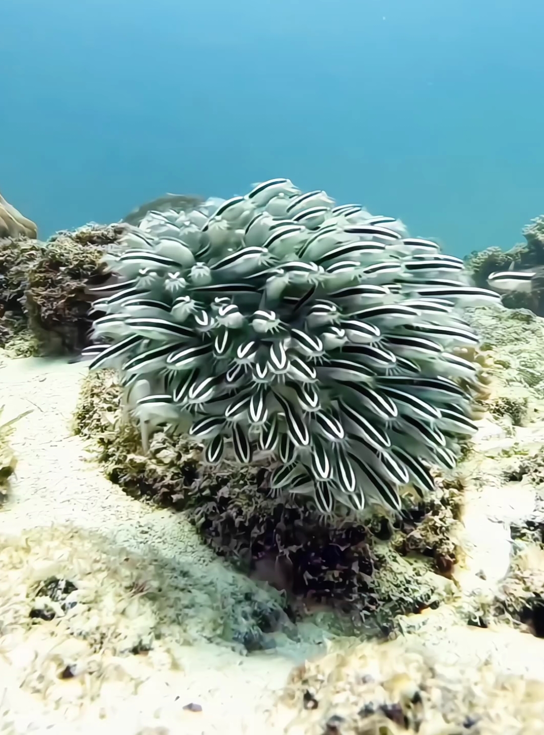 #fish #sea #ocean #relaxing #exotic 