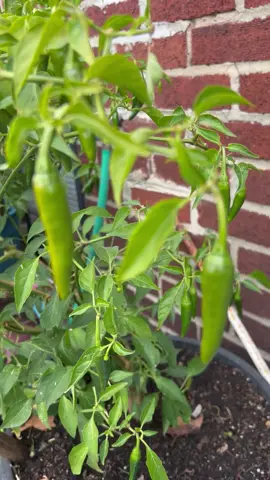 Hot chillis peppers tree still growing during cold season 😮 #chilli #hotpeppers #tree #growing 