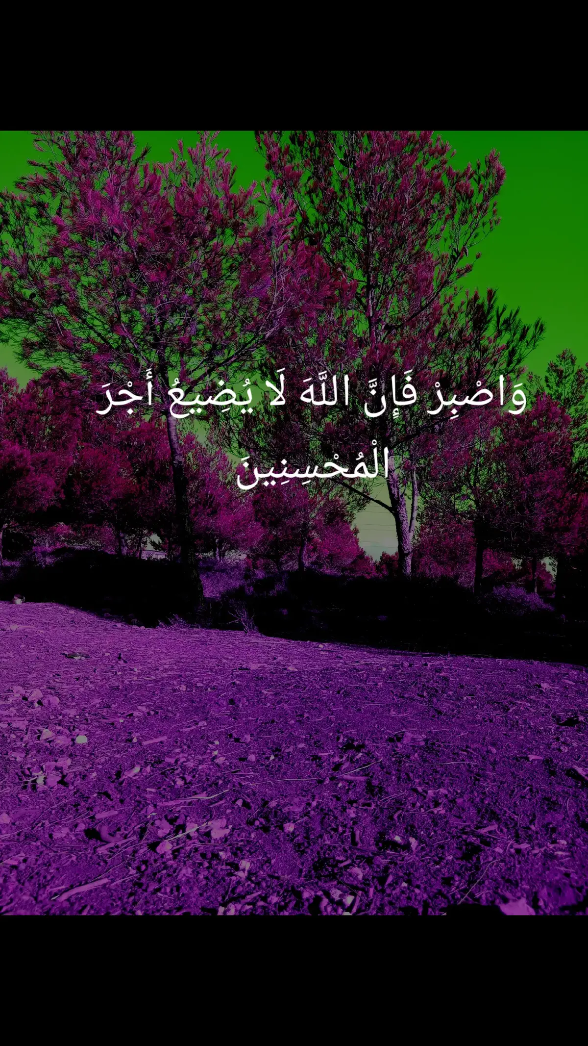 #quran #quran_alkarim #quraan #quranvideo #قران #قران_كريم 