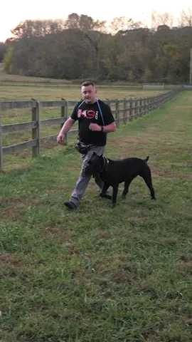 Is your dog getting an F or an A in life? 🐶 If your dog darts out the door, jumps on guests, or ignores basic commands like sit or stay, it’s time for a change. Identifying and correcting these common issues is the key to turning your dog’s failures into successes. Not sure where to start? Our professional online courses will teach you exactly how to train your dog like a pro. Whether your dog struggles with obedience, recall, or basic manners, we have the tools and guidance to help you turn those Fs into As! If you want to learn how to take your dog from Zero to Hero... Check out our $37 Course 