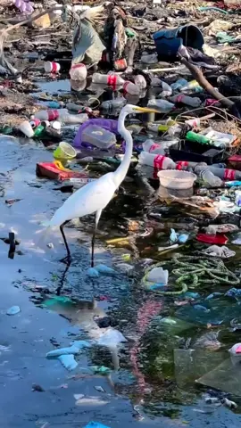 🚨♻️El Tratado Global de Plásticos es una oportunidad única para poner fin a la contaminación por plásticos y contener las emisiones de gases de efecto invernadero 🌎🔥 Según el programa ambiental de la ONU, desde 1950 se han producido aproximadamente 9200 millones de toneladas de plástico, lo que ha dado lugar a 6900 millones de toneladas de residuos plásticos primarios, de los cuales solo el 9 % se recicla. Necesitamos un Tratado Mundial sobre los Plásticos sólido que aborde todo el ciclo de vida del plástico: reducir la producción, reducir los residuos y proteger nuestro planeta. Fuentes: https://about.bnef.com/blog/the-worlds-addiction-to-plastic-in-five-charts/ https://energyanalysis.lbl.gov/publications/climate-impact-primary-plastic https://www.unep.org/inc-plastic-pollution https://www.unep.org/inc-plastic-pollution/session-5 https://leap.unep.org/en/knowledge/toolkits/plastic/about    https://www.ciel.org/news/fossil-fuel-and-chemical-industry-influence-inc4/ Este video fue realizado con el apoyo de Full Beam Media. Las opiniones son mías. #medioambiente #contaminacion #plasticpollution #publicidad 
