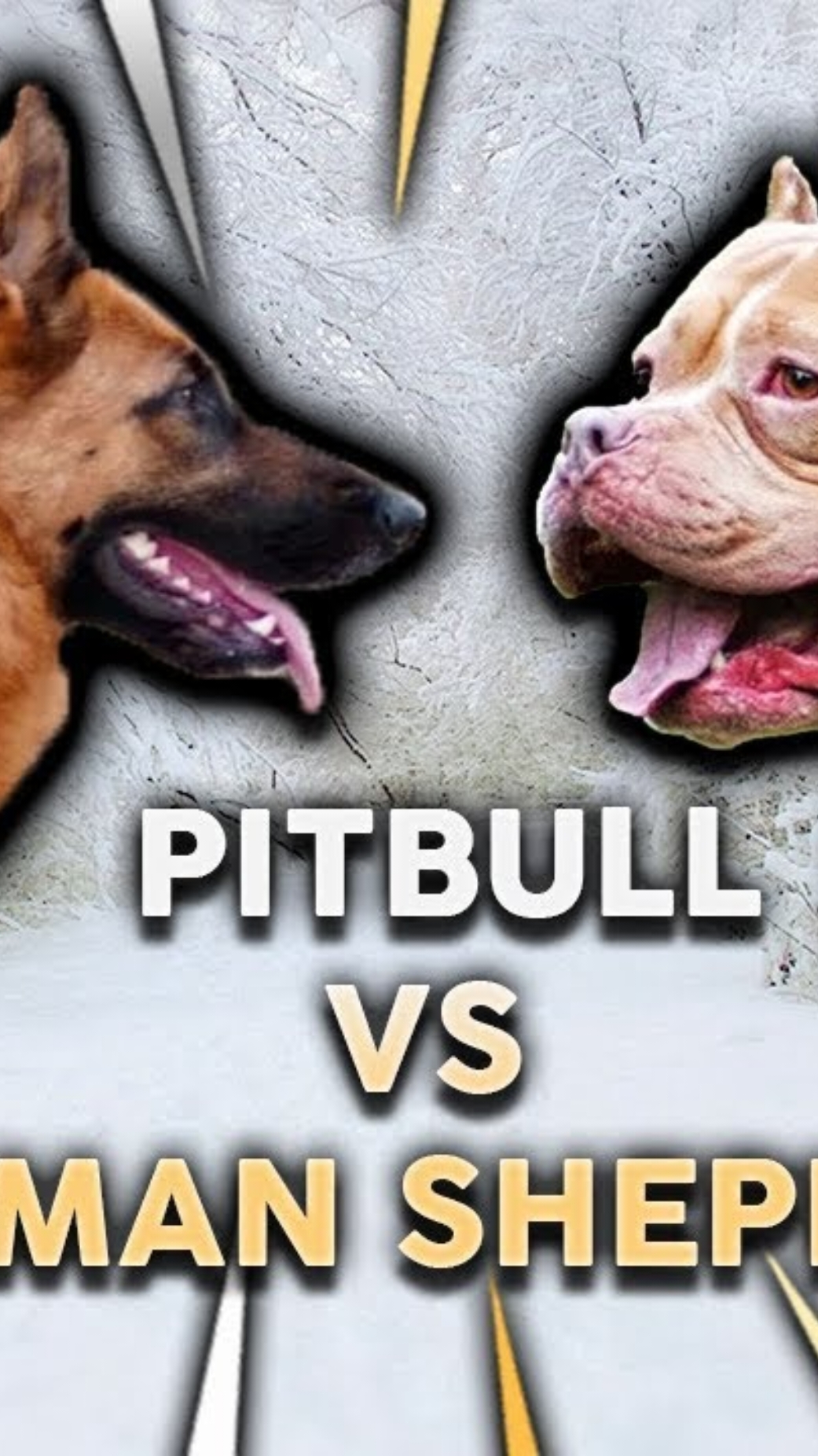 The final battle between Pitbull and German Shepherd #Petbull #German Shepherd  #DOG_VS_DOG #FORYOU #FYP #video #🐶vs🐶 
