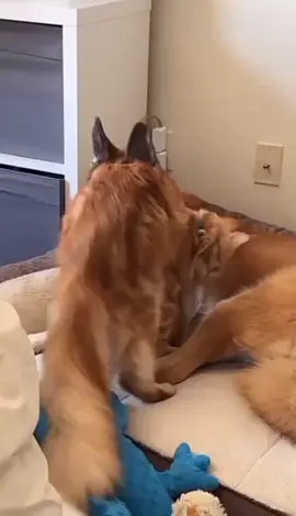 Cute cat and dog🐶💞😺#fynnyvideo #animals #pets #shorts #cat #dog 