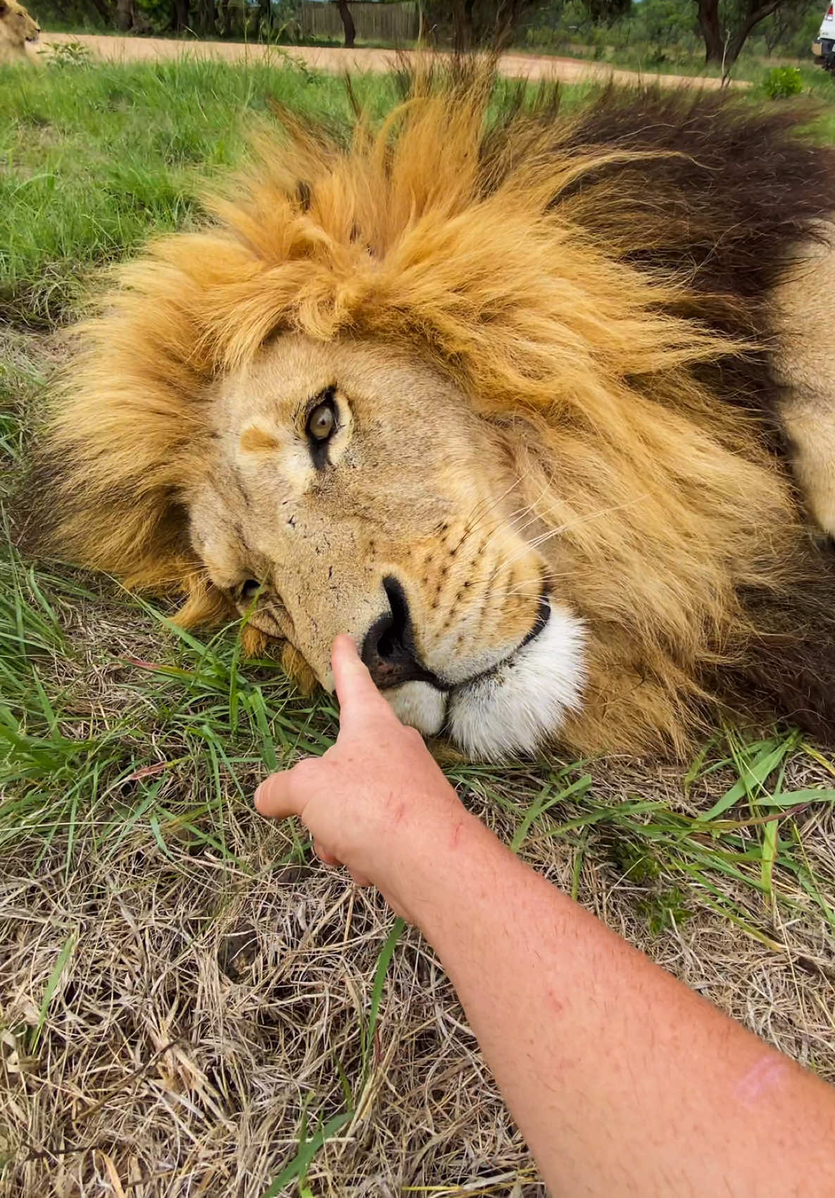 Just two besties doing our thing… George is definitely the cutest lion 🦁🩷💚 #wicked #georgethelion #shandorlarenty #bestfriend #creatorsearchinsights  